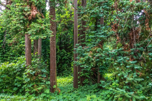 Skogen Raka Cryptomeria Träd Eller Japansk Ceder Tät Skog Cryptomeria — Stockfoto