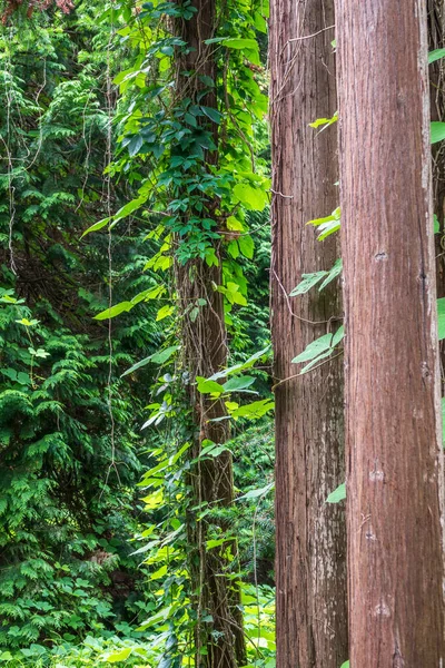 Gerade Stämme Immergrüner Bäume Cryptomeria Wald Aus Geraden Cryptomeria Bäumen — Stockfoto