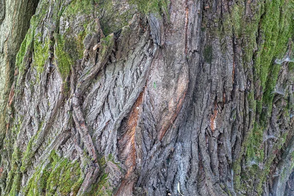 Yaşlı Bir Ihlamur Ağacının Yosunlu Kabuğunun Dokusu Yosun Desenli Ihlamur — Stok fotoğraf