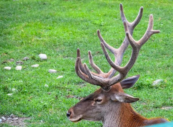 배경에 커다란 사슴의 Cervus Elaphus 사슴중에서 속한다 — 스톡 사진