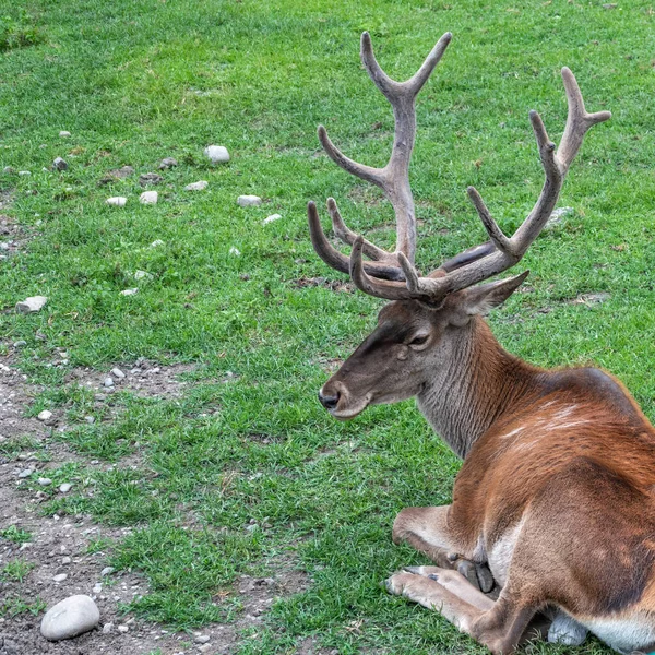 Veado Vermelho Com Chifres Grandes Está Descansando Gramado Verde Veado — Fotografia de Stock