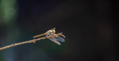 Büyük bir yusufçuk bulanık yeşil bir arka planda bir dala oturur. Büyük bir yusufçuk şeffaf kanatlarını katlamış ve etrafına dikkatlice bakınarak uçuştan önce dinleniyor.