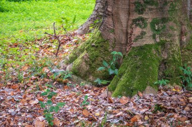 Turuncu ve sarı yapraklar ve bir ağacın altında yeşil çimenler. Yaz ya da sonbahar arkaplanı ve gün ışığında kurumuş yapraklar..