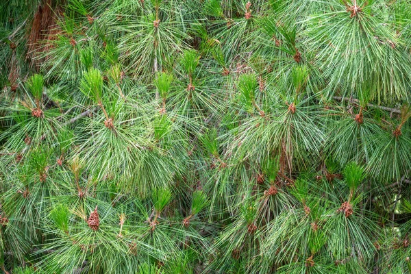 Grüne Zedernzweige Mit Langen Flauschigen Nadeln Kiefernzweige Mit Frischen Trieben — Stockfoto