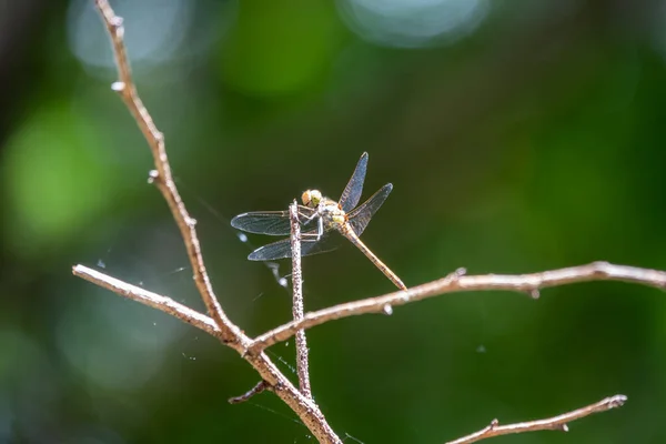 一只大蜻蜓栖息在模糊的绿色背景上的树枝上 一只大蜻蜓把它透明的翅膀折起来 仔细地环视四周 坐在一根木棍上 在飞行前休息 — 图库照片