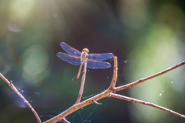 Een Grote Libel Zit Een Tak Een Wazige Groene Achtergrond — Stockfoto