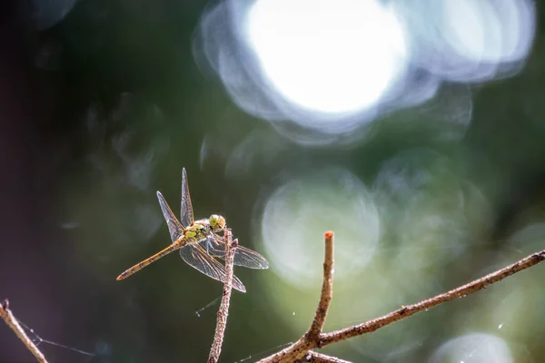 一只大蜻蜓栖息在模糊的绿色背景上的树枝上 一只大蜻蜓把它透明的翅膀折起来 仔细地环视四周 坐在一根木棍上 在飞行前休息 — 图库照片