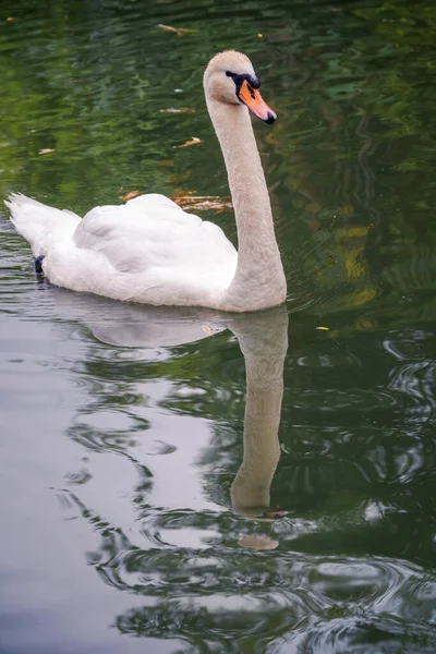 Elegante Cisne Blanco Nadando Lago Con Agua Verde Oscura Cisne — Foto de Stock