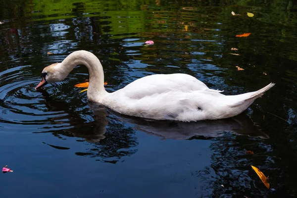 Graciös Vit Svan Som Simmar Sjö Med Mörkgrönt Vatten Den — Stockfoto