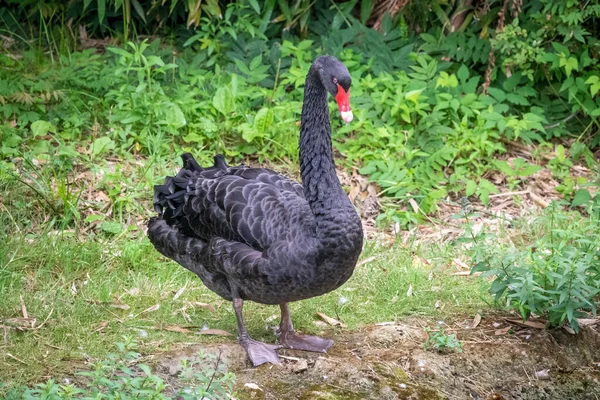 A black swan with a red beak stands on the bank of a pond. Cygnus atratus