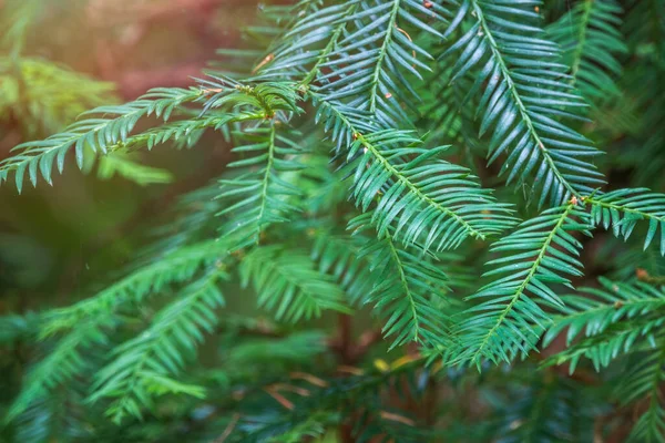 Green branches of the evergreen tree Cryptomeria. Cryptomeria japonica, Japanese cedar or Japanese redwood, evergreen tree, attractive needle shaped leaves, ornamental