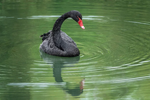 A graceful black swan with a red beak is swimming on a lake with dark green water. The black swan is reflected in the water. Black swan with red beak, Cygnus atratus