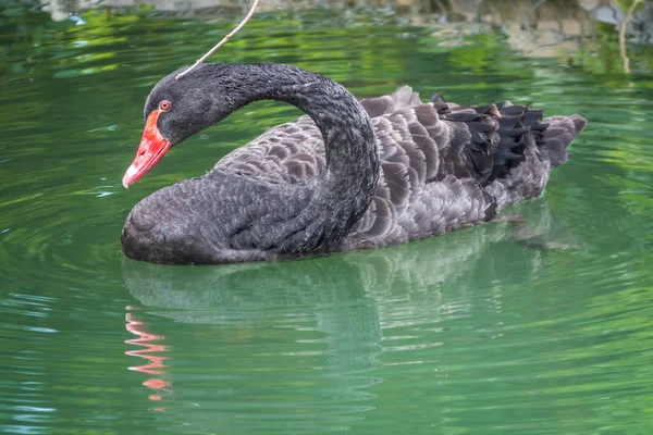 Cisne Preto Gracioso Com Bico Vermelho Está Nadando Lago Com — Fotografia de Stock