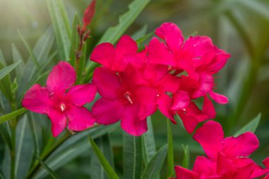 Tropik bir bahçede açan güzel kırmızı Nerium Oleander çiçekleri. Neryum zakkum, Apocynaceae familyasından bir çalı ya da küçük ağaçtır.