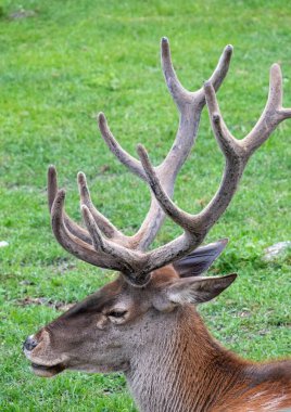 Yeşil arka planda büyük boynuzları olan yetişkin kırmızı geyik portresi. Kızıl geyik Cervus elaphus en büyük geyik türlerinden biridir..