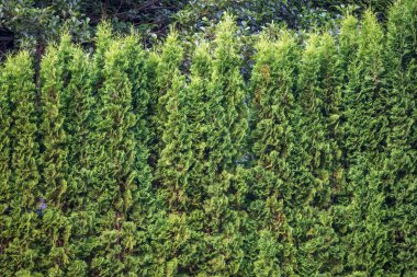 Thuja Ağaçları 'nın Yeşil Çiti, Tui Ağacı' nın Yeşil Çiti, doğa, arka plan. Parkta sıra sıra yeşil ağaçlar. Bir sıra thuja ağacı.