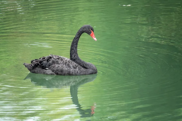 A graceful black swan with a red beak is swimming on a lake with dark green water. The black swan is reflected in the water. Black swan with red beak, Cygnus atratus