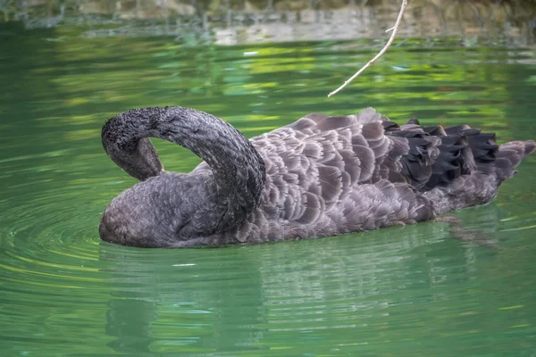 A graceful black swan with a red beak is swimming on a lake with dark green water. Black swan with red beak, Cygnus atratus