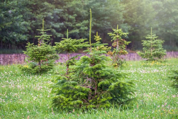 Pequenas Árvores Natal Crescem Borda Uma Floresta Verde Pequeno Pinheiro — Fotografia de Stock