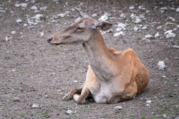 Red deer female resting on the ground. Cute deer female