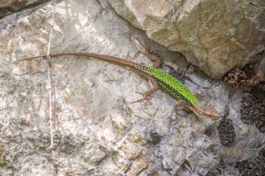 Yeşil Kertenkele kayalıklarda sürünüyor. Avrupalı yeşil kertenkele Lacerta viridis, Avrupa orta enlemlerine dağılmış büyük bir kertenkeledir..