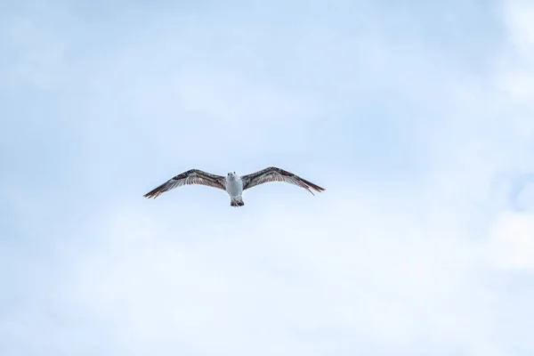 Sea Gull Clear Blue Sky European Herring Gull Flying Blue — Stock Photo, Image