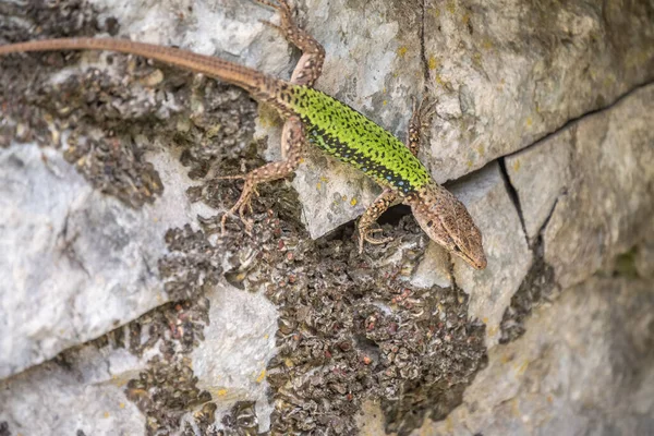 Green Lizard Rastejando Penhasco Pedra Lagarto Verde Europeu Lacerta Viridis — Fotografia de Stock