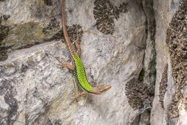 绿蜥蜴爬在石崖上 欧洲绿蜥蜴 European Green Lizard Lacerta Viridis 是分布在欧洲中纬度地区的大型蜥蜴 — 图库照片