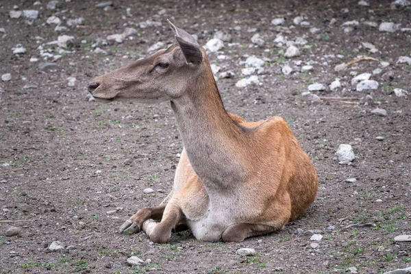 Veado Vermelho Fêmea Descansando Chão Bonito Cervo Fêmea — Fotografia de Stock