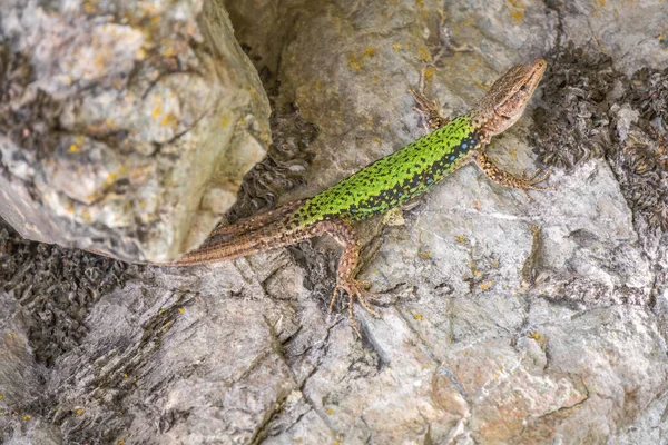 Green Lizard Rastejando Penhasco Pedra Lagarto Verde Europeu Lacerta Viridis — Fotografia de Stock