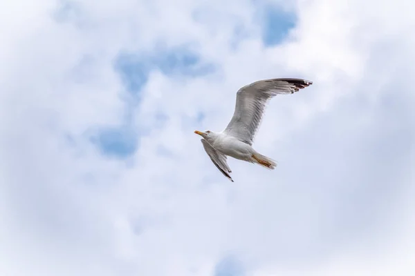 澄んだ青い空に海のカモメ 青い空を背景に飛んでいるヨーロッパのニシンのカモメ — ストック写真