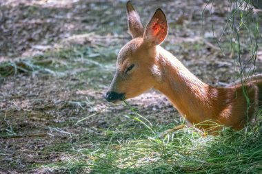 Yerde ve çimenlerde yatan genç bir Sika geyiği. Sika geyiği, Cervus nippon, benekli geyik ya da Japon geyiği olarak da bilinir.