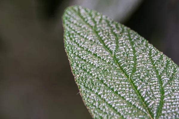 Piękna Faktura Zielonych Aksamitnych Liści Zbliżenie Zielonej Rośliny Aksamitnymi Liśćmi — Zdjęcie stockowe