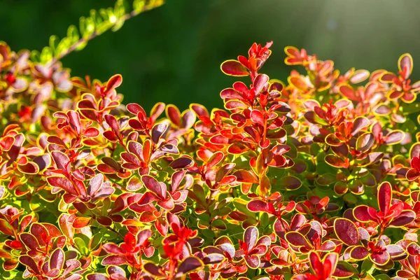 Κλαδιά Θάμνων Νεαρά Πράσινα Και Κόκκινα Φύλλα Στο Φως Του — Φωτογραφία Αρχείου