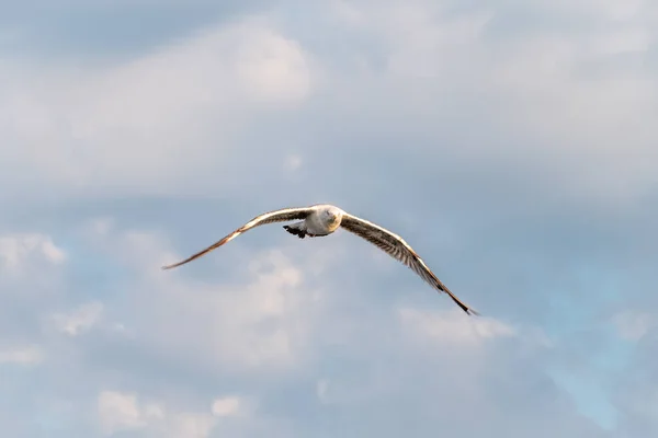 海鸥在乌云密布的蓝天中 欧洲鲱鱼海鸥在蓝云的天空背景中飞翔 — 图库照片