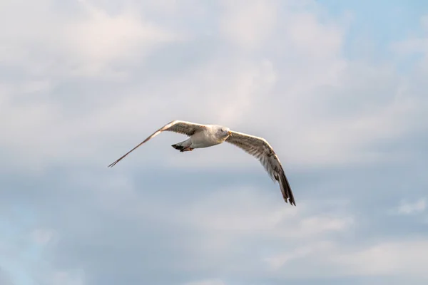 Sea gull in the cloudy blue sky. The European herring gull flying in blue cloudy sky background,