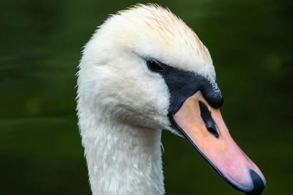 濃い緑色の水の背景に長い首を持つ優雅な白い白鳥の肖像画 ミュート スワンシグナス カラー — ストック写真