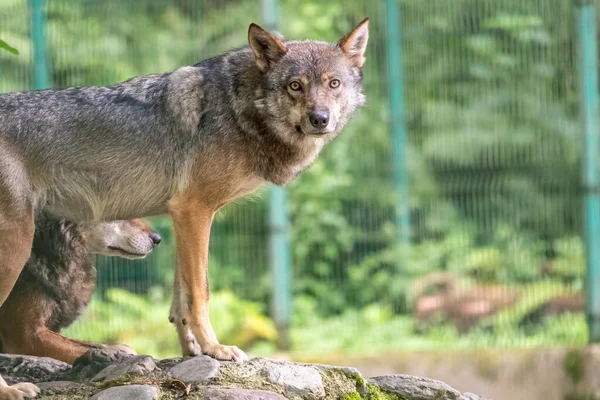空の灰色の狼 オオカミ オオカミ オオカミ オオカミ Canis Lupus ユーラシアと北米に生息する大規模な犬種である — ストック写真