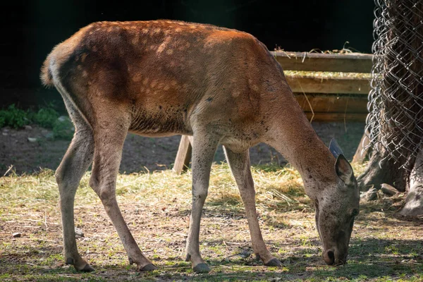 Sika Hjort Hona Aviarden Sika Hjort Cervus Nippon Även Känd — Stockfoto