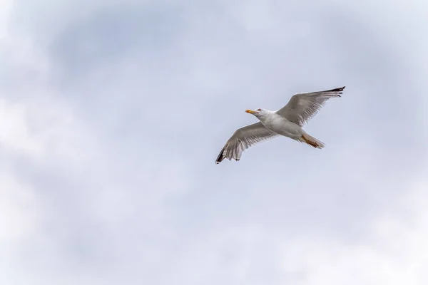 晴空万里的海鸥 欧洲鲱鱼海鸥在蓝蓝的蓝天背景中飞翔 — 图库照片