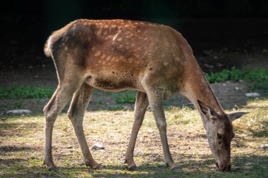 Bir Sika geyiği ormandaki açıklıkta otluyor. Sika geyiği, Cervus nippon, benekli geyik ya da Japon geyiği olarak da bilinir.