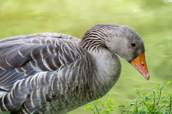 Divoká Husa Šedá Zblízka Zeleným Pozadím Grylag Husa Anser Anser — Stock fotografie