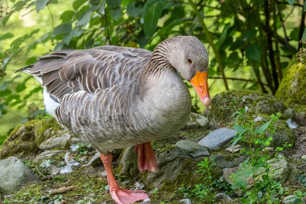 The wild greylag goose walks along the green shore of the pond. The greylag goose Anser anser is a species of large goose in the waterfowl family Anatidae.