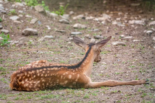 Młody Jeleń Sika Leżący Ziemi Trawie Jeleń Sika Cervus Nippon — Zdjęcie stockowe