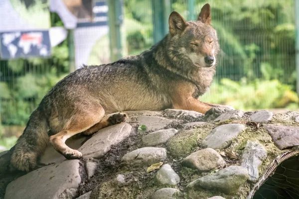 飛行場の石の上に休んで灰色のオオカミ オオカミ オオカミ オオカミ オオカミ Canis Lupus ユーラシアと北米に生息する大規模な犬種である — ストック写真