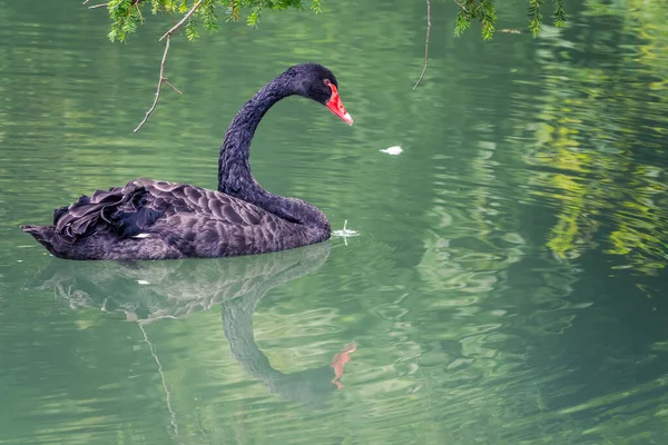 一只长着红嘴的优雅的黑天鹅在深绿色的湖中游泳 黑天鹅在水里反射出来 黑天鹅 有红嘴 天鹅绒 — 图库照片