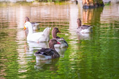 Beş kaz - dört gri ve bir beyaz - yeşil suyla gölde yüzer. Gri-lag kaz Anser anser ve Anser cygnoides. Gölette bir kaz sürüsü yüzüyor..