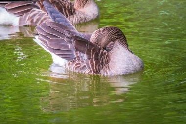 Gri bir kaz gölde yüzer ve tüylerini temizler. Gri-lag kaz Anser anser gagasıyla tüylerini temizler.