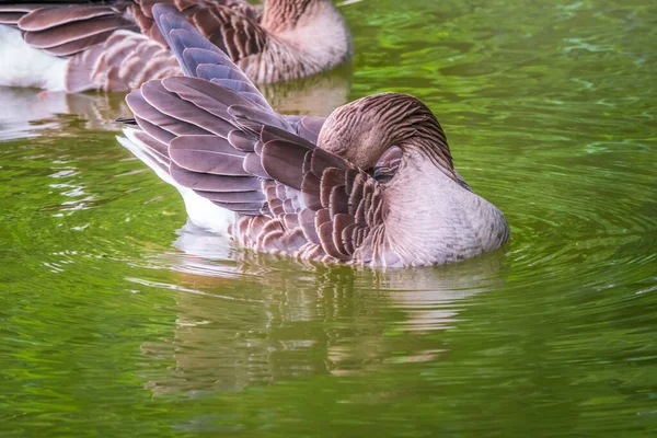 Ganso Gris Nada Lago Limpia Sus Plumas Ganso Gris Anser —  Fotos de Stock