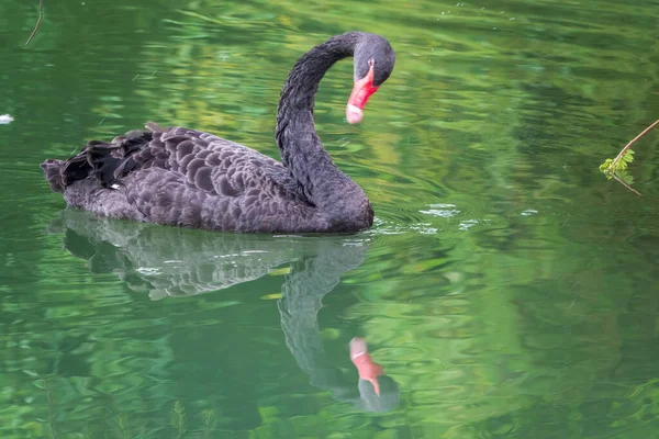 Cisne Preto Gracioso Com Bico Vermelho Está Nadando Lago Com — Fotografia de Stock